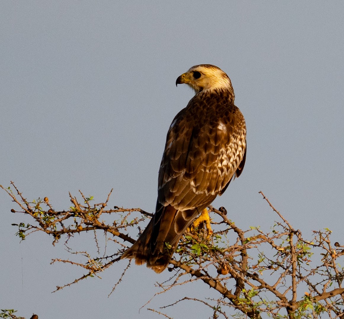White-eyed Buzzard - ML642045005