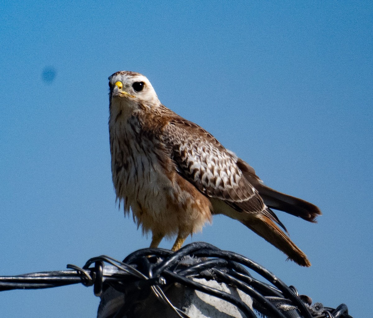 White-eyed Buzzard - ML642045006
