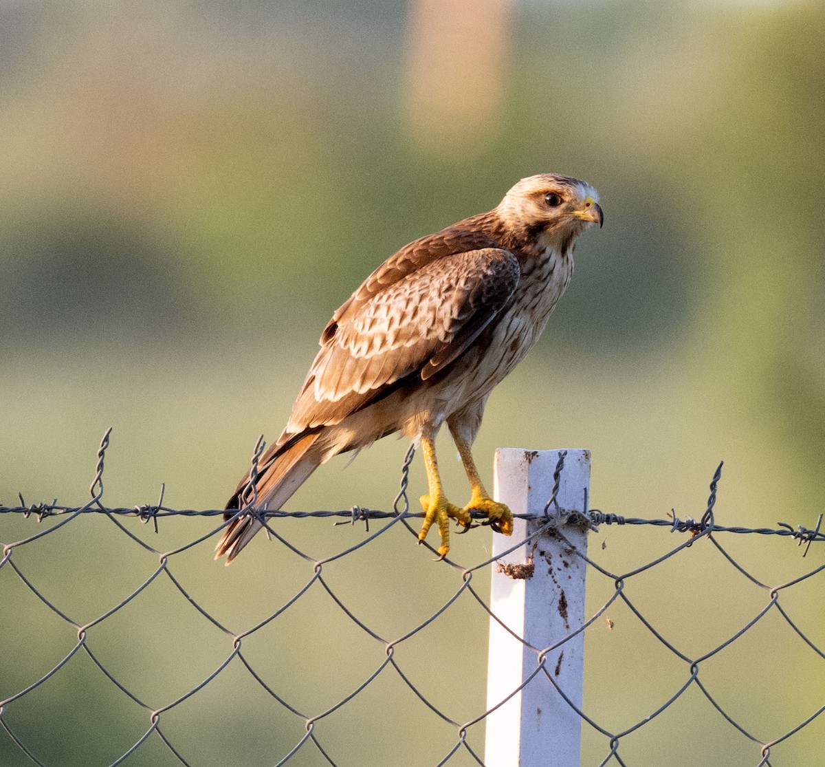 White-eyed Buzzard - ML642045007