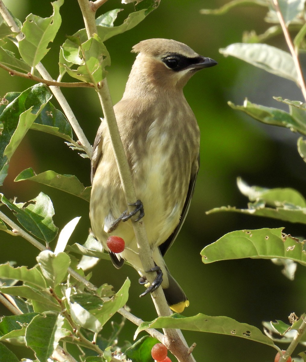 Cedar Waxwing - ML642045010