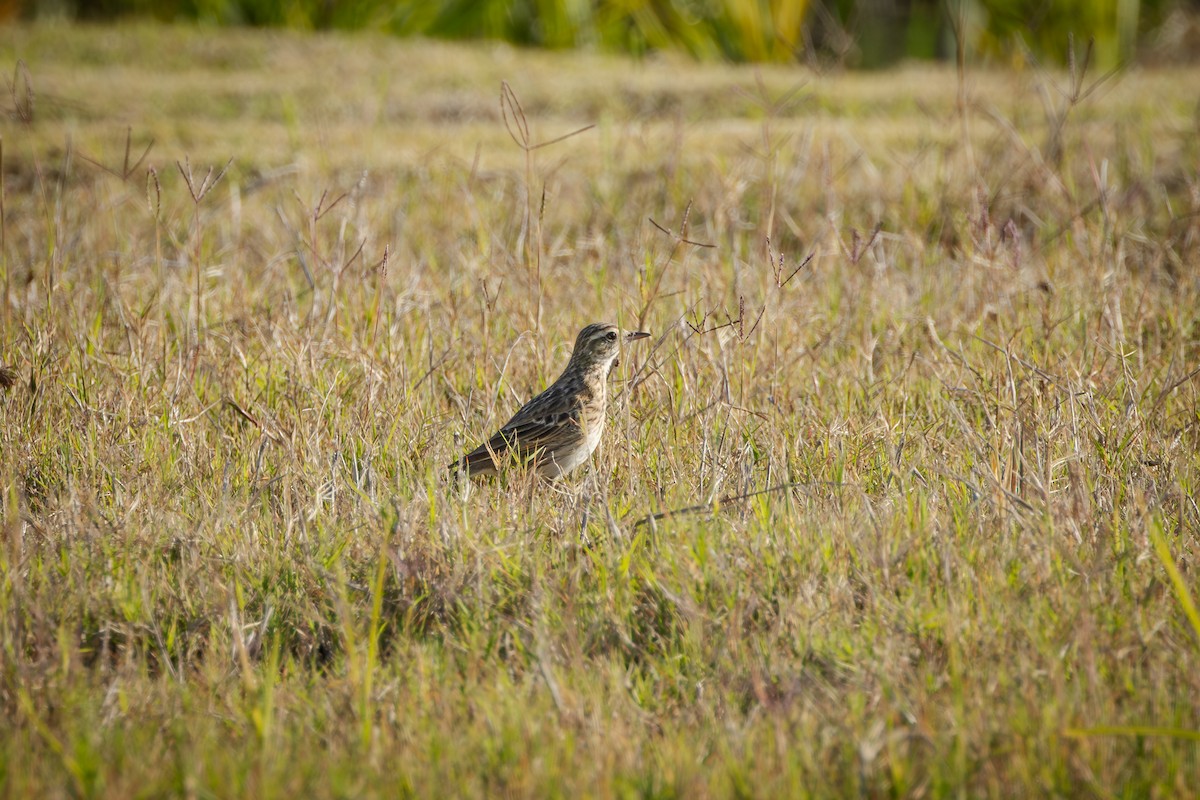Australian Pipit - ML642045014