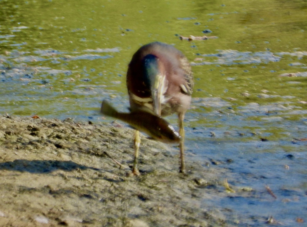 Green Heron - ML642045017