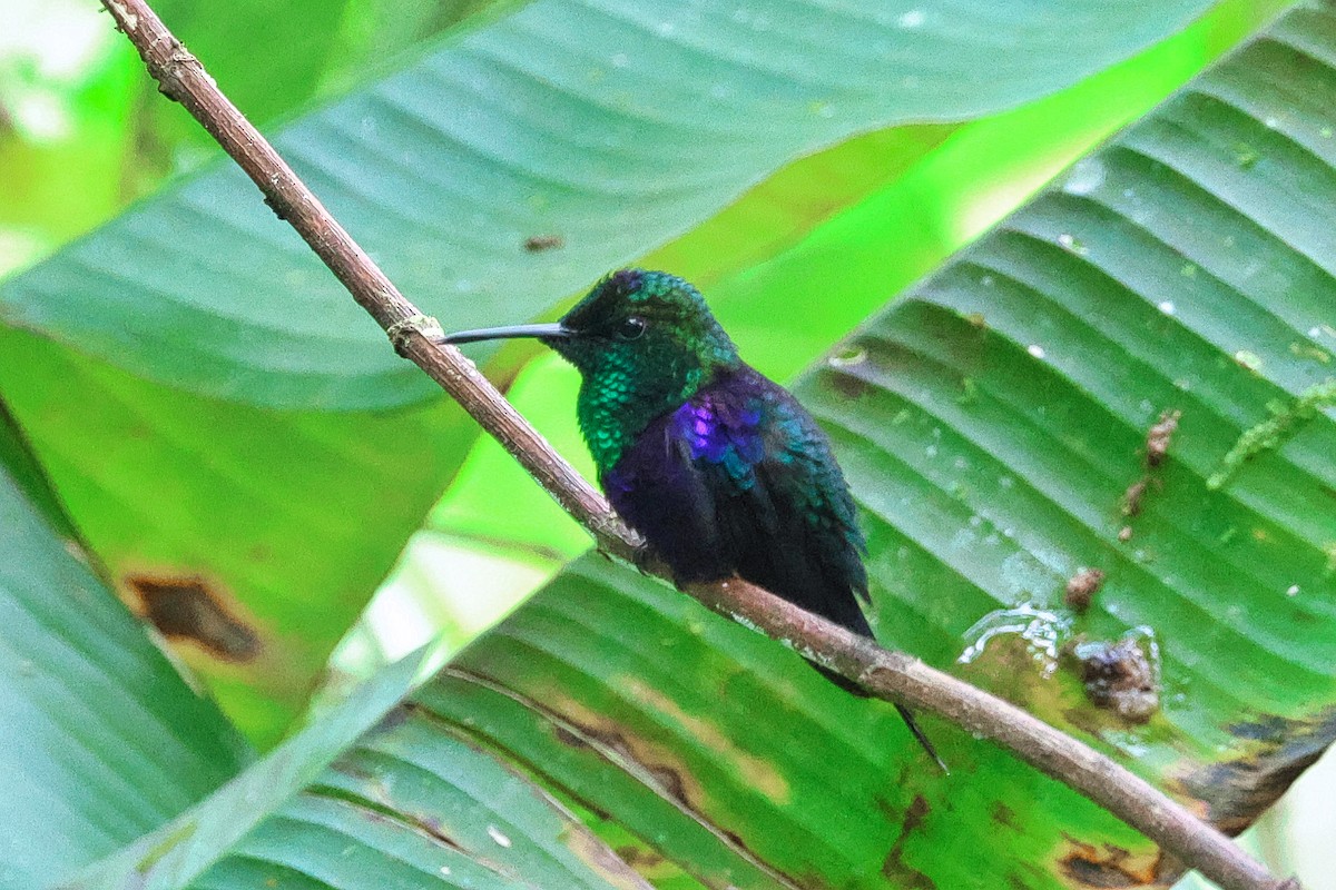 Crowned Woodnymph - ML642045019