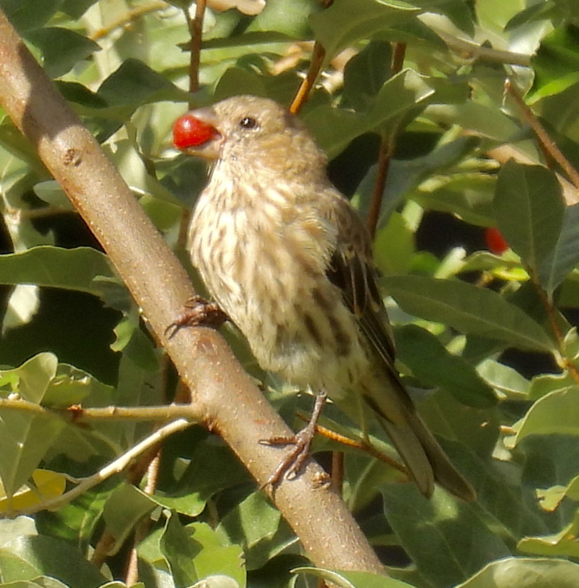 House Finch - ML642045023