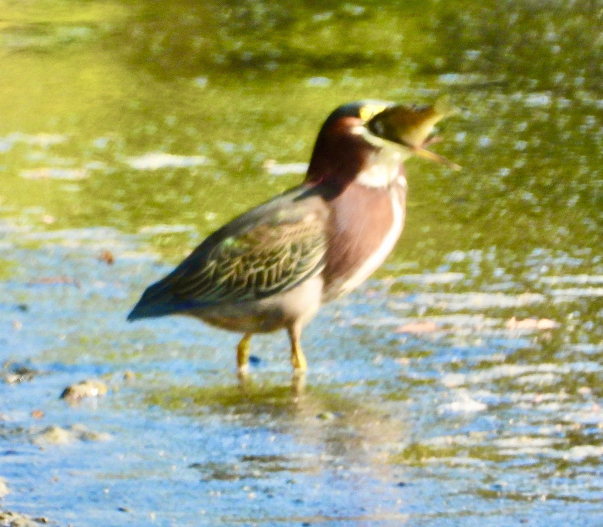 Green Heron - ML642045029