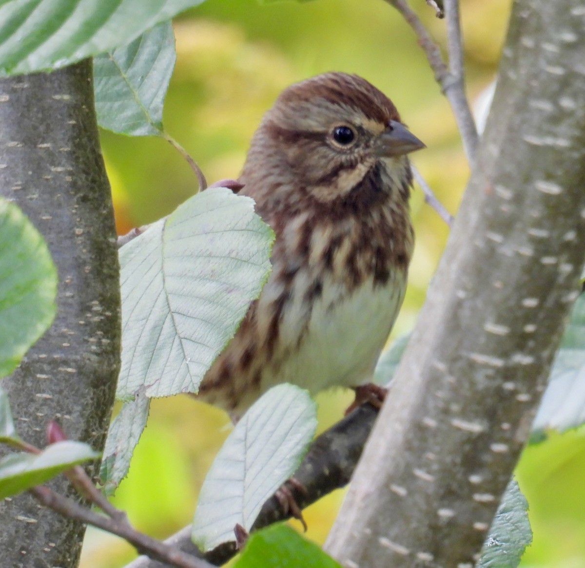 Song Sparrow - ML642045032