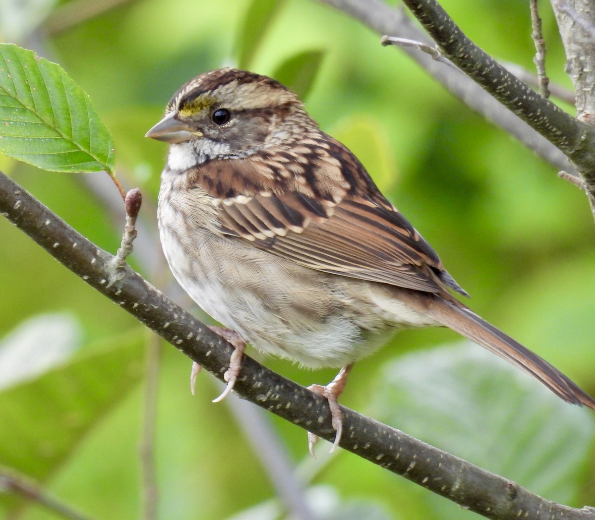 White-throated Sparrow - ML642045033