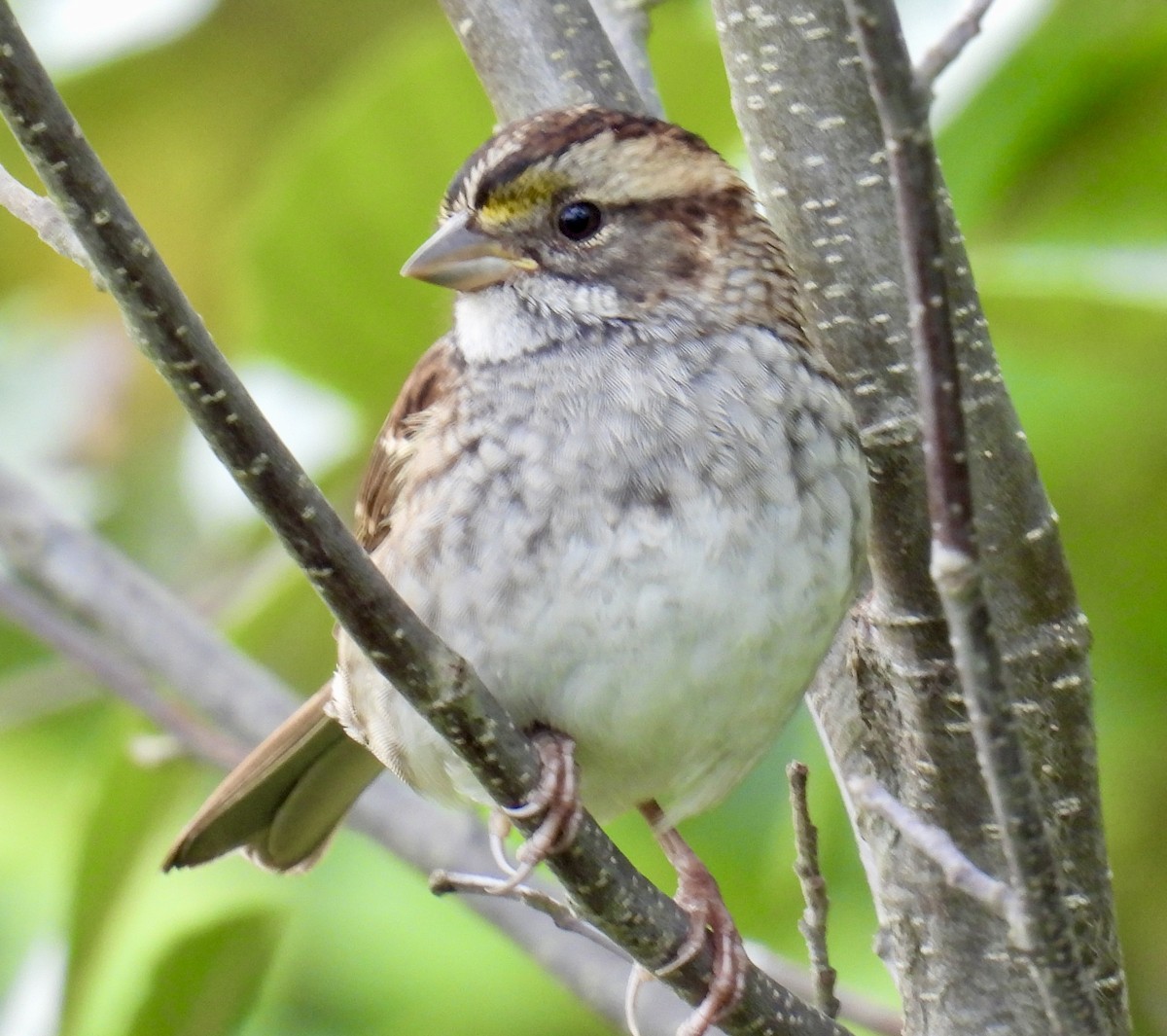 White-throated Sparrow - ML642045035