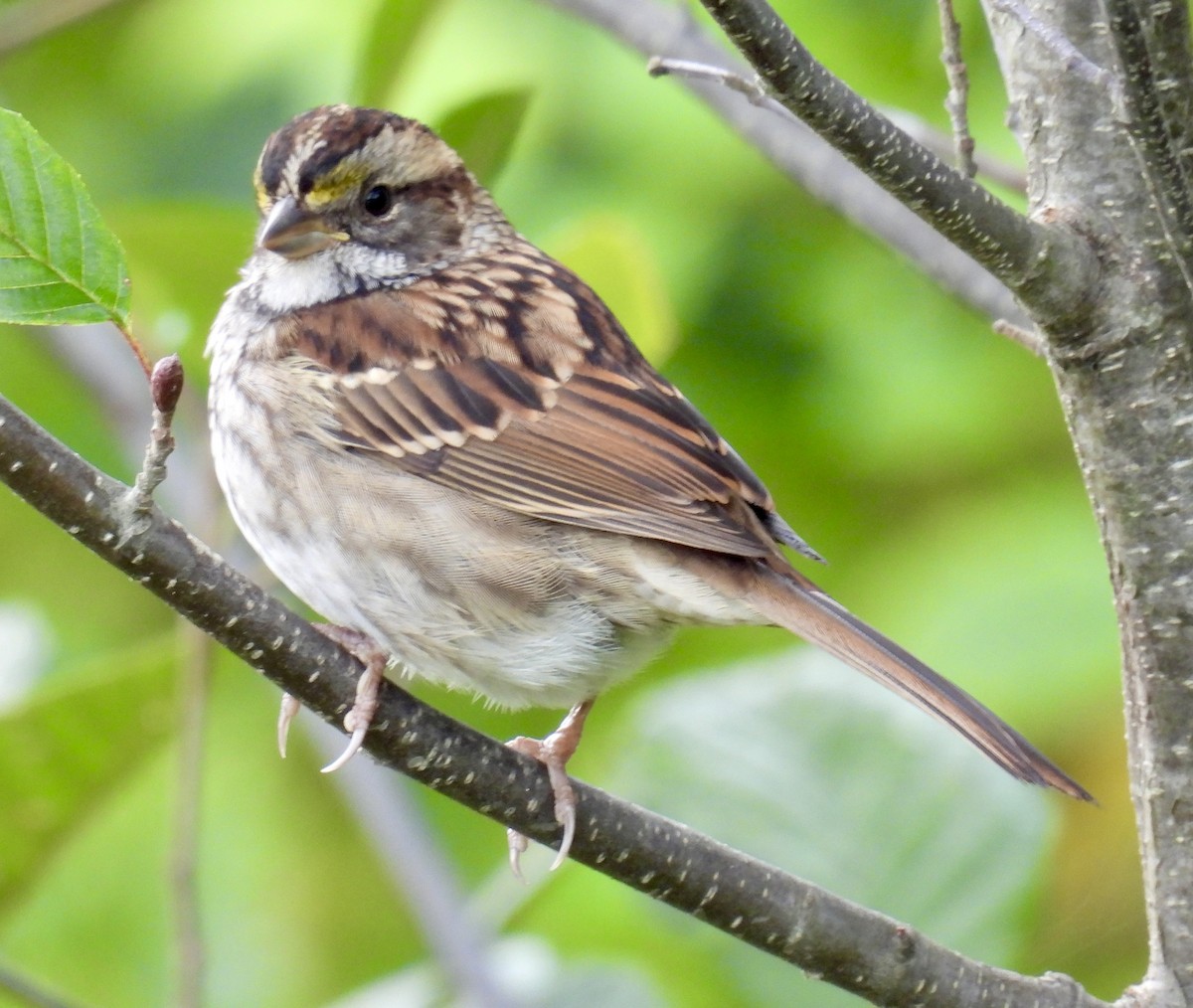White-throated Sparrow - ML642045036