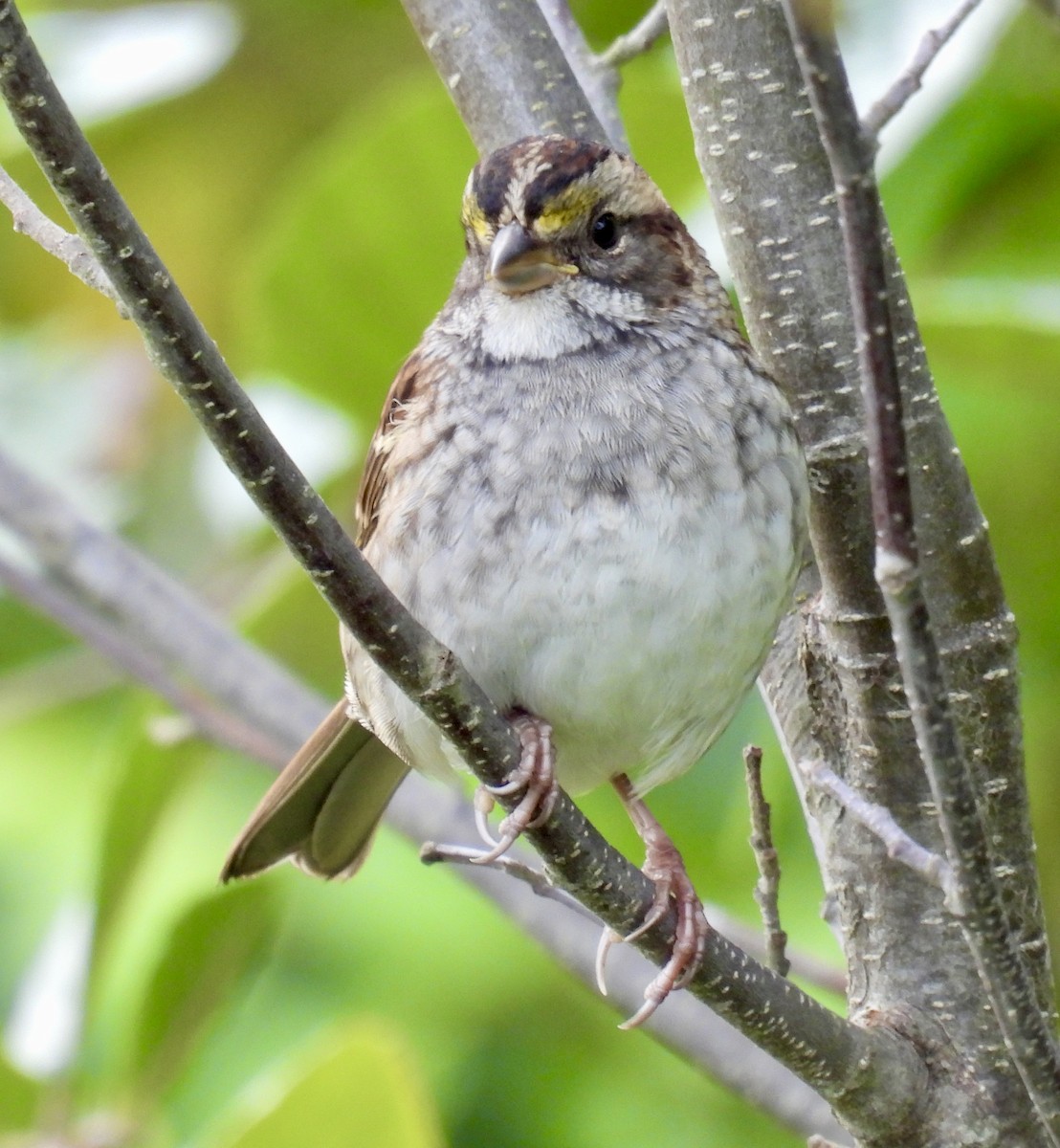 White-throated Sparrow - ML642045037