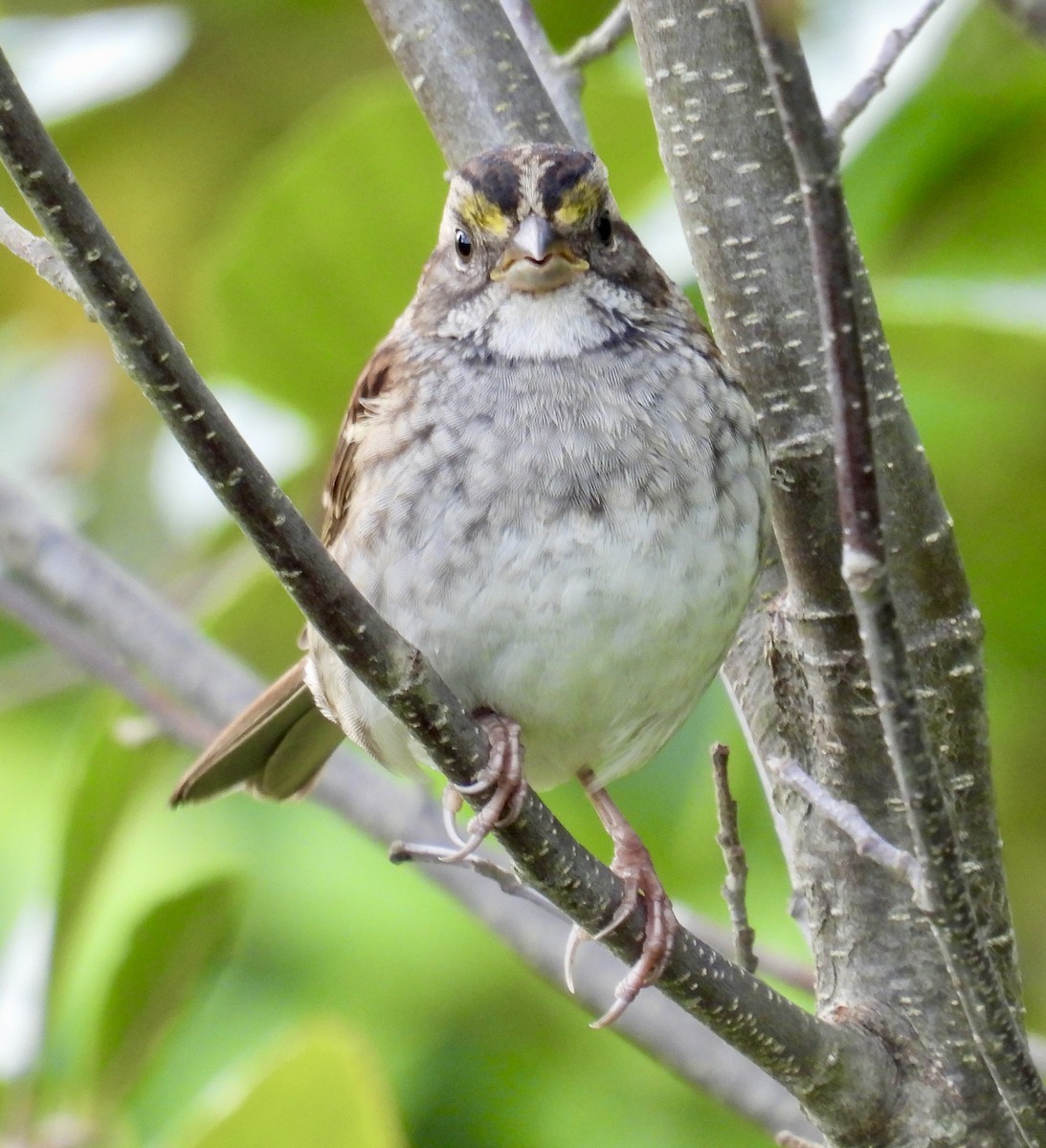 White-throated Sparrow - ML642045038