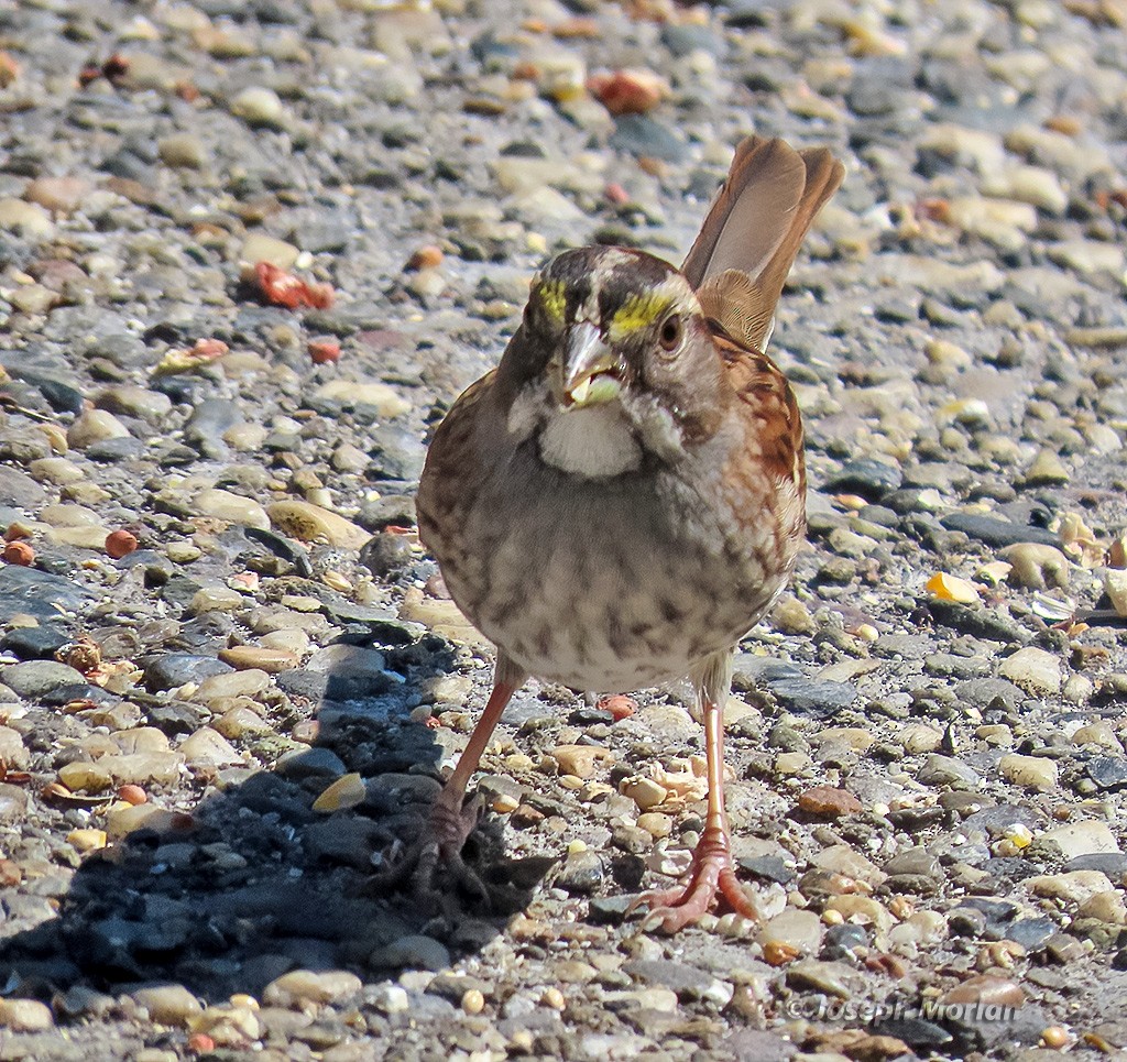 White-throated Sparrow - ML642045041
