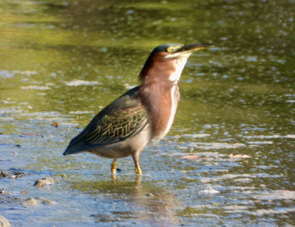 Green Heron - ML642045048