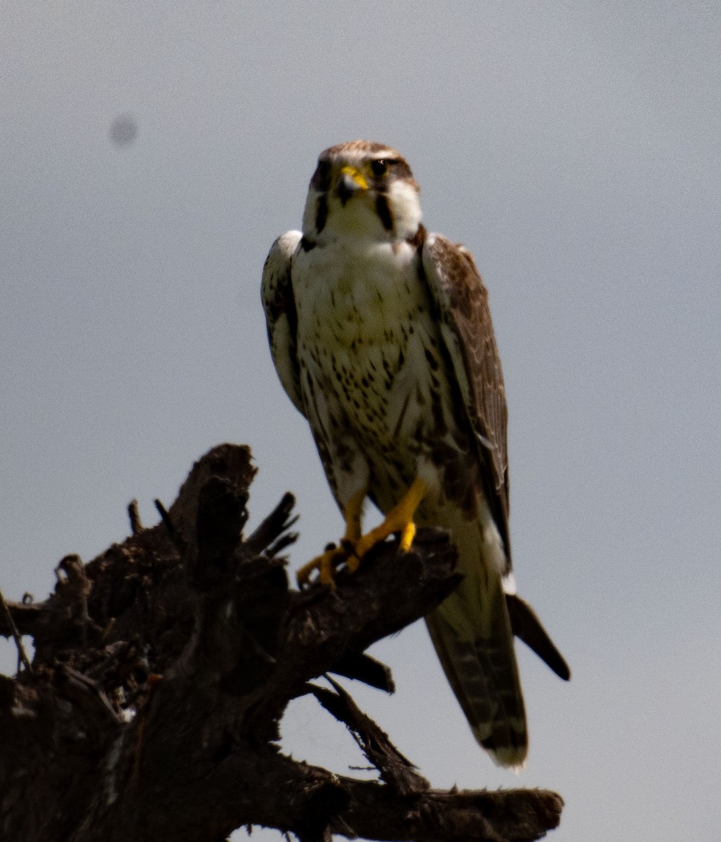 Laggar Falcon - ML642045054