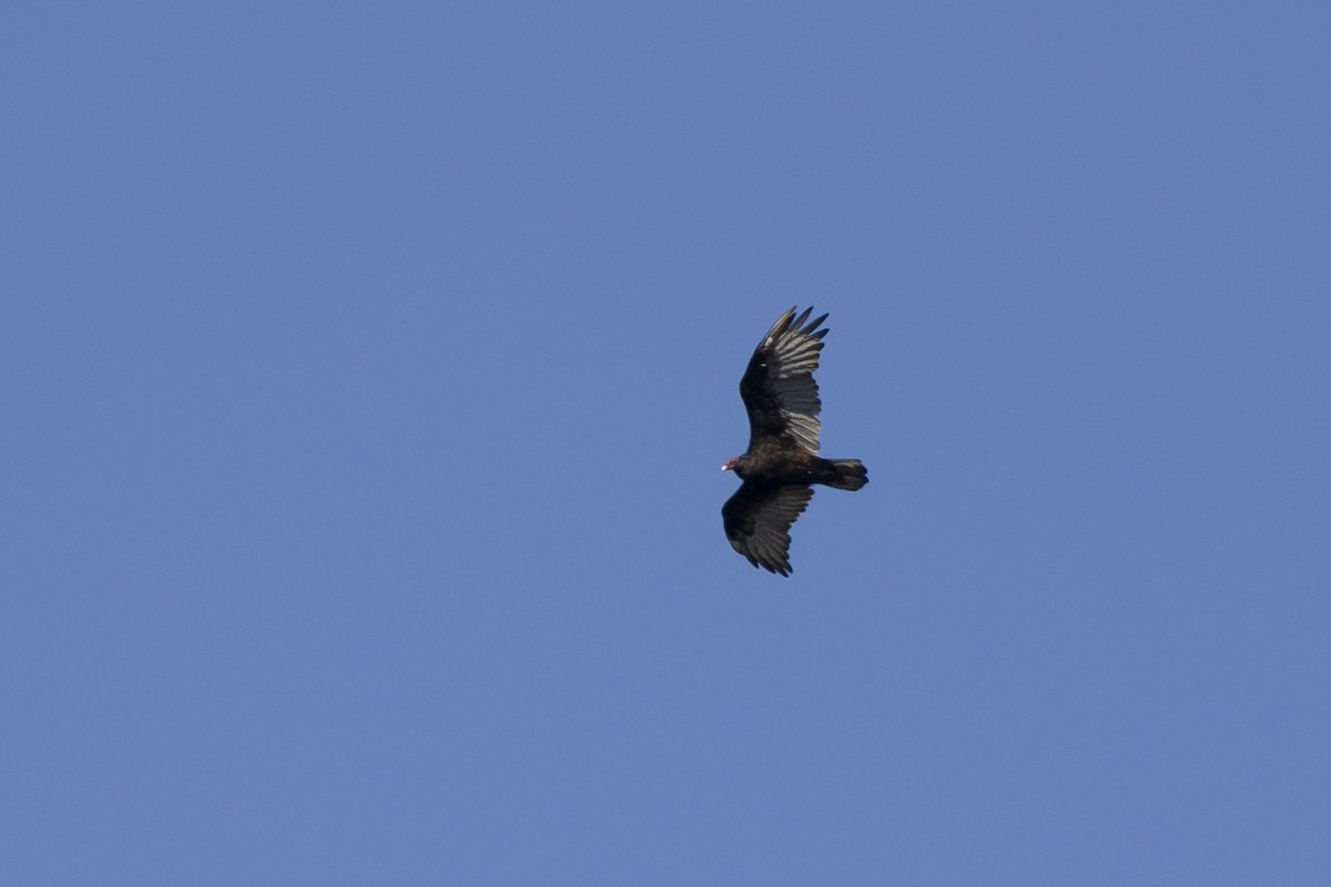 Turkey Vulture - ML642045058