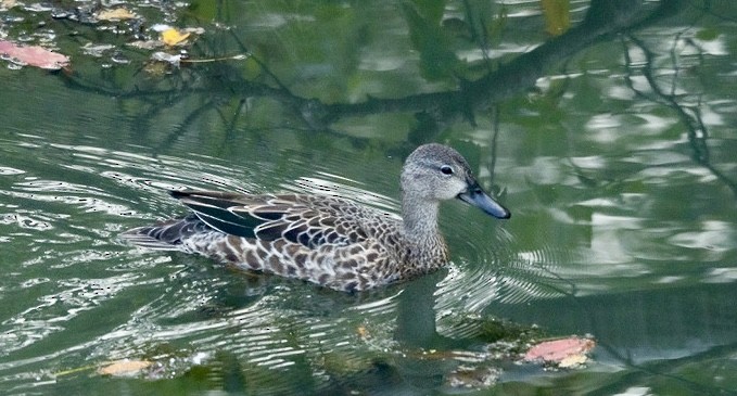 Blue-winged Teal - ML642045059