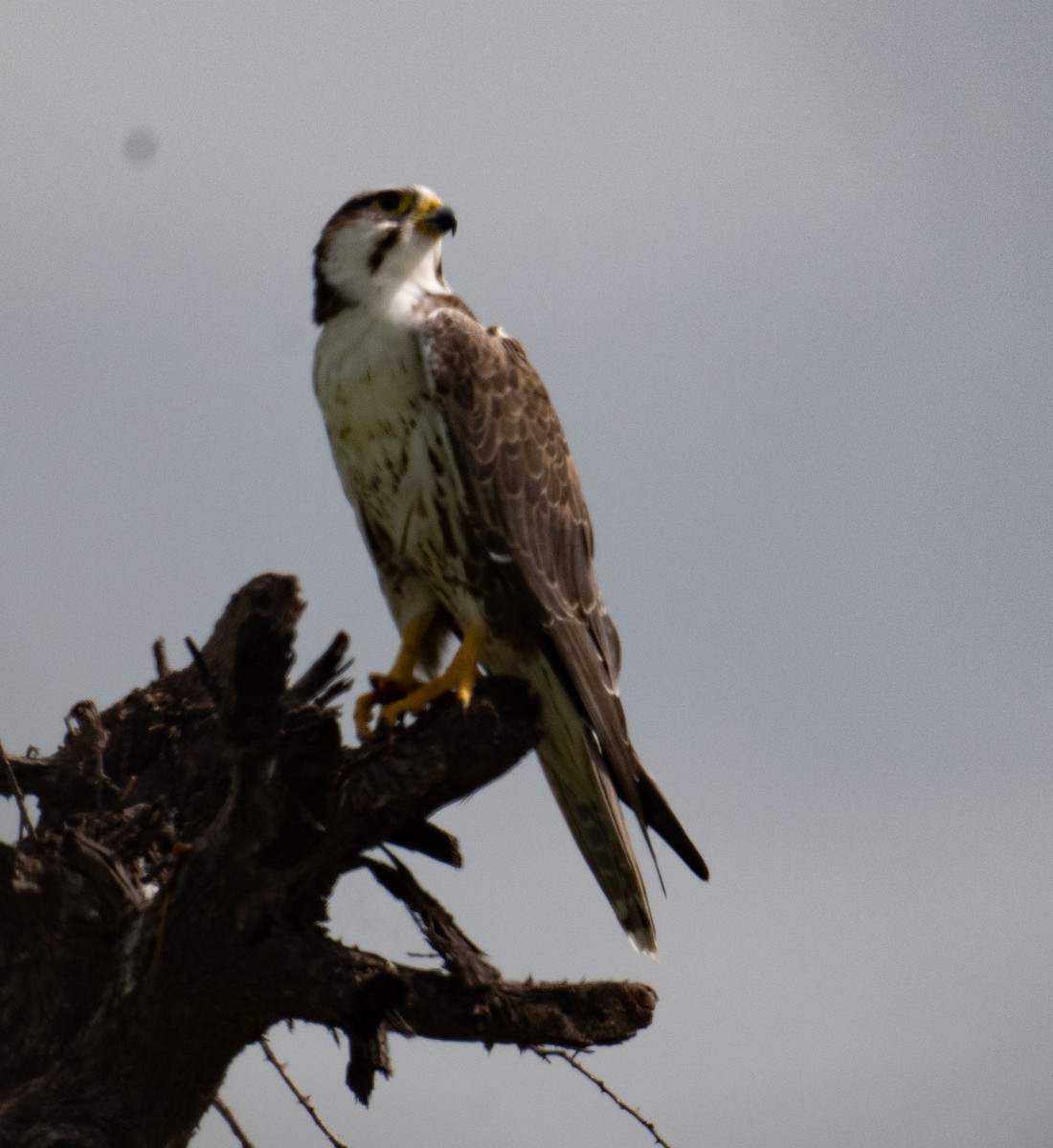Laggar Falcon - ML642045063