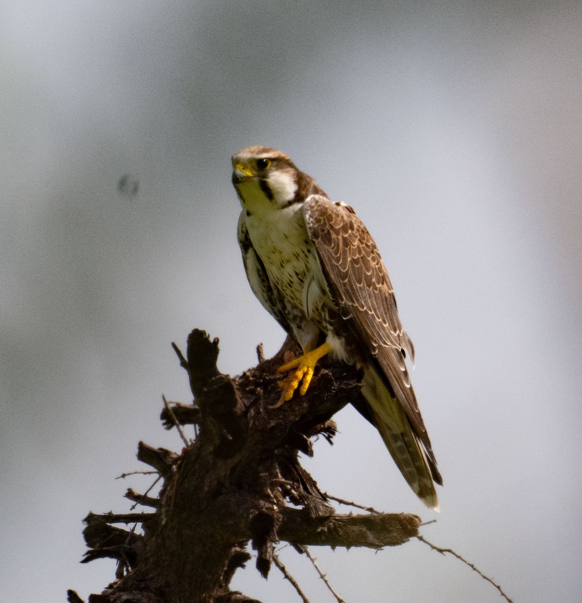 Laggar Falcon - ML642045064