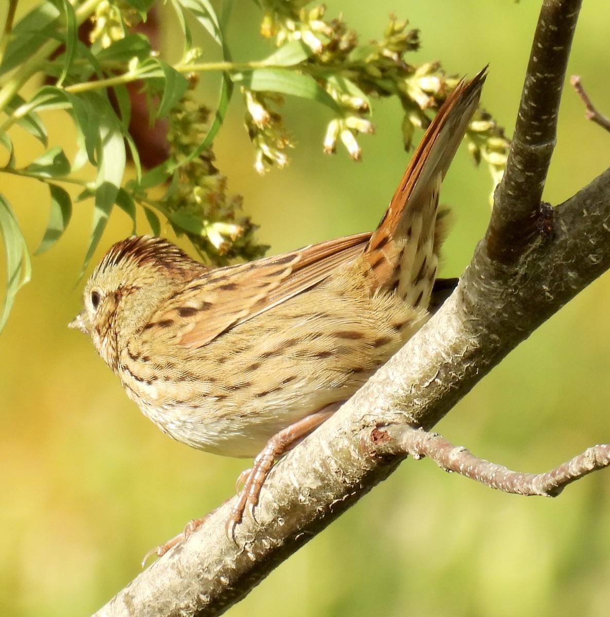Lincoln's Sparrow - ML642045070