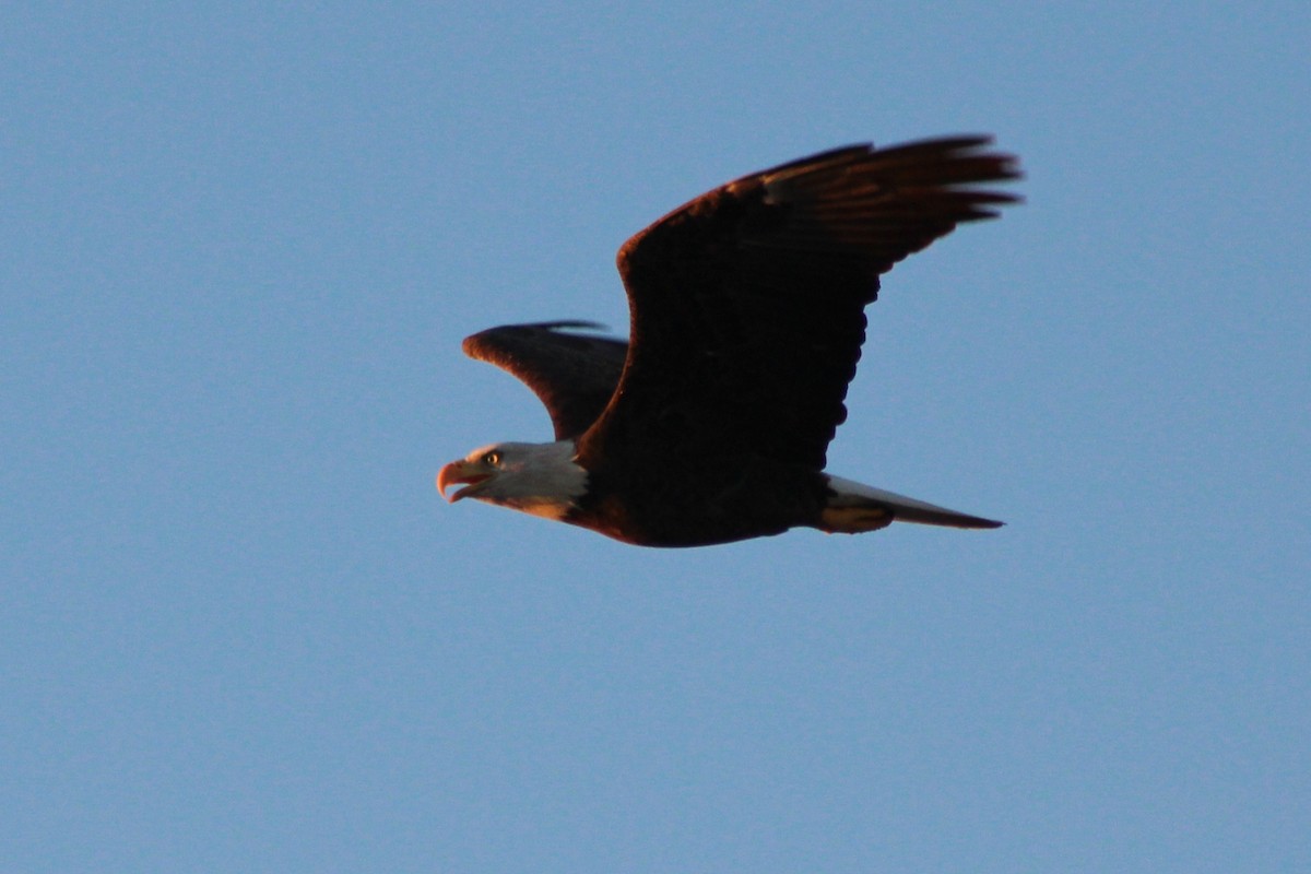 Bald Eagle - ML642045072