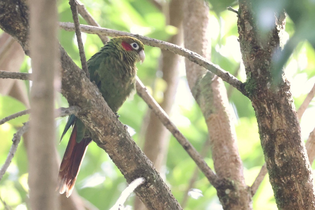 Sulphur-winged Parakeet - ML642045079