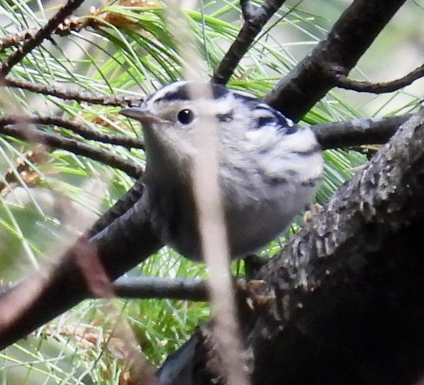 Black-and-white Warbler - ML642045081