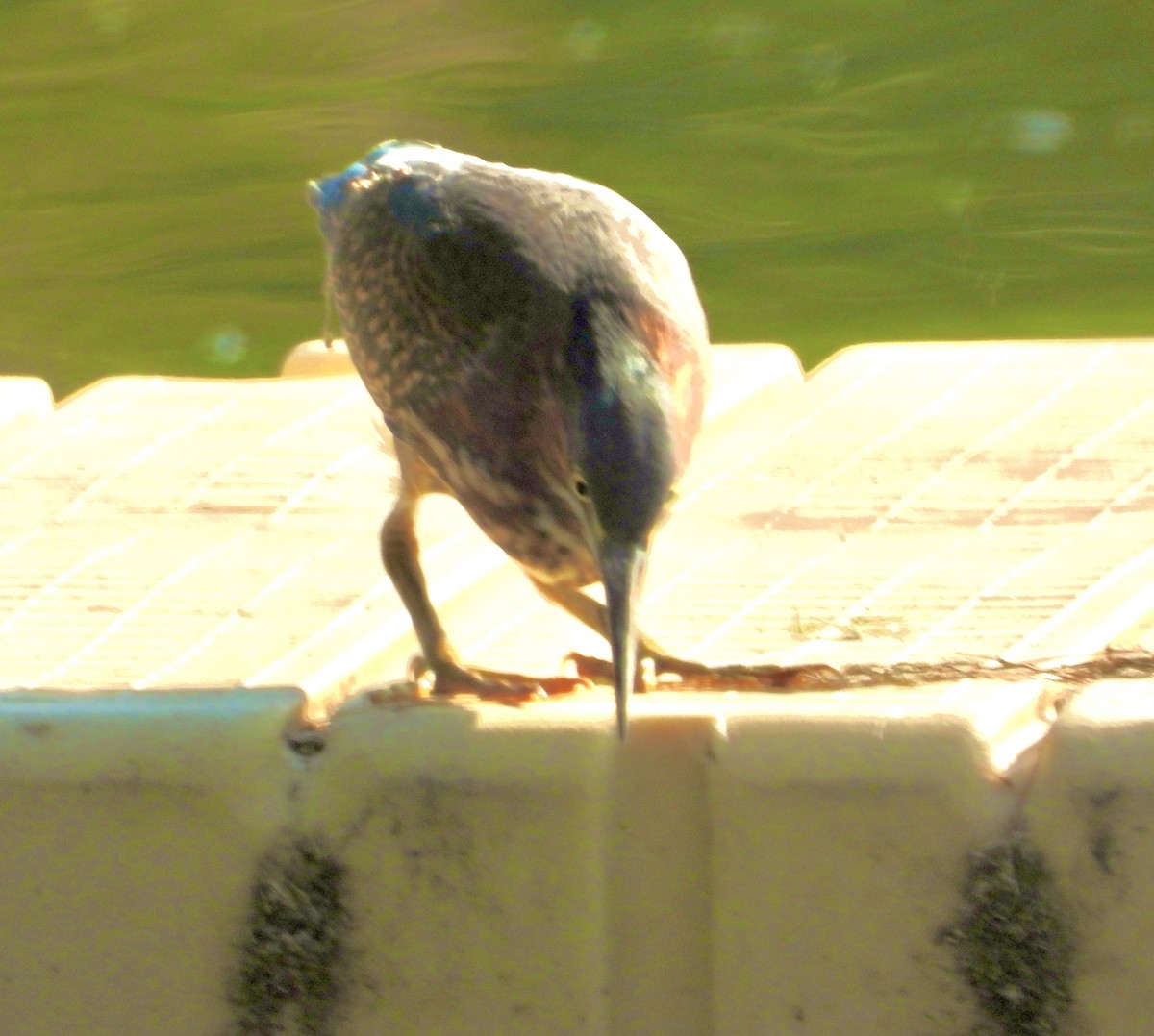 Green Heron - ML642045091