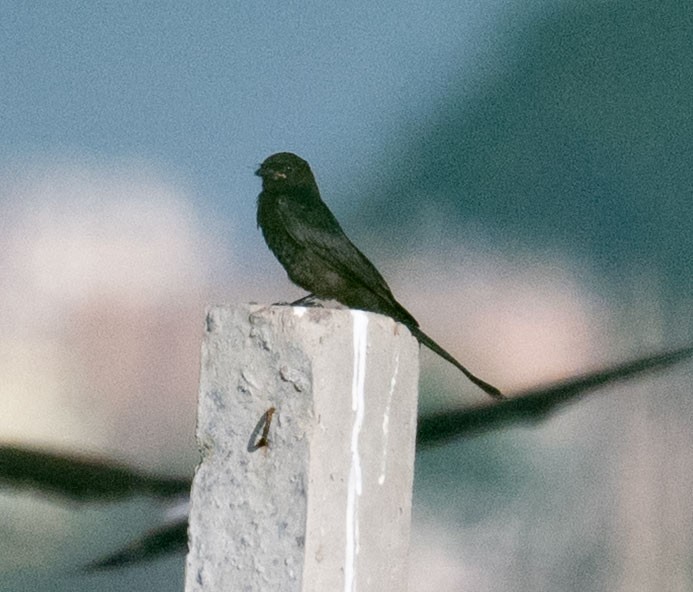 drongo černý - ML642045092