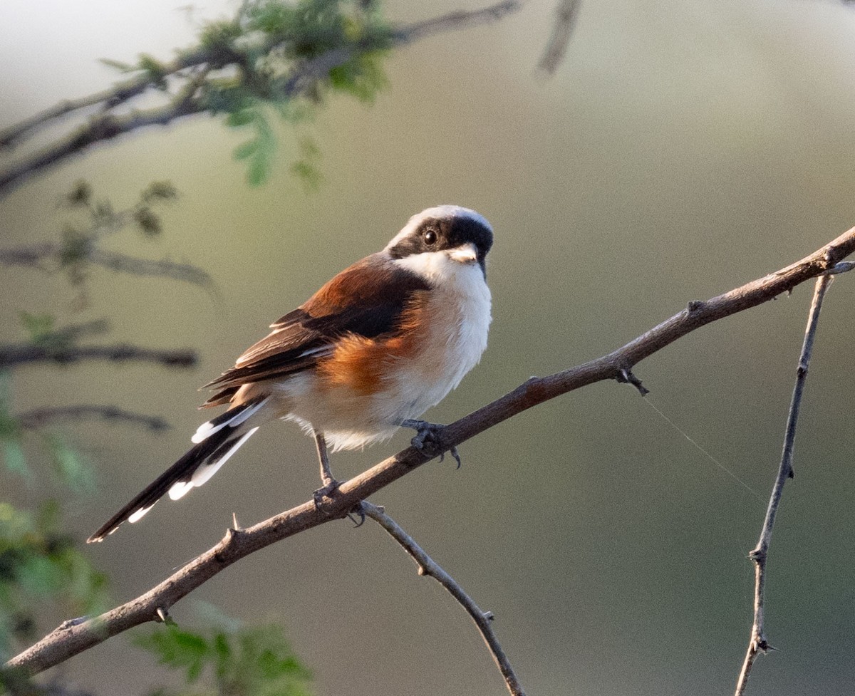 Bay-backed Shrike - ML642045100