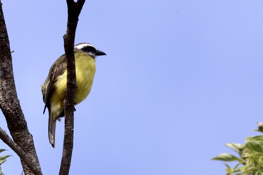 Golden-bellied Flycatcher - ML642045103
