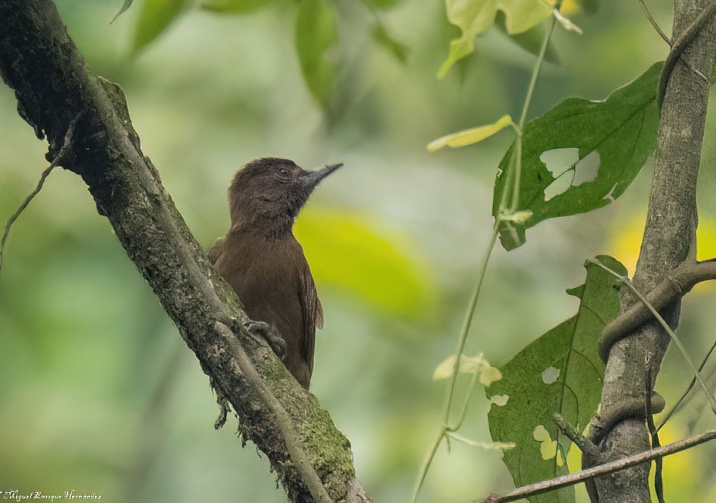 Smoky-brown Woodpecker - ML642045104