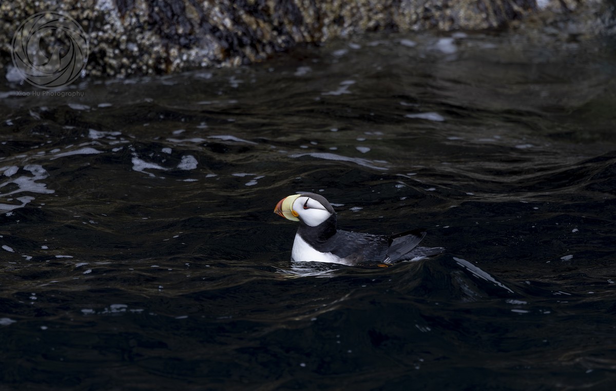 Horned Puffin - ML642045105