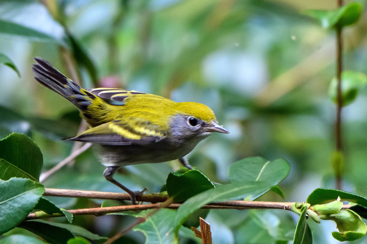 Chestnut-sided Warbler - ML642045113