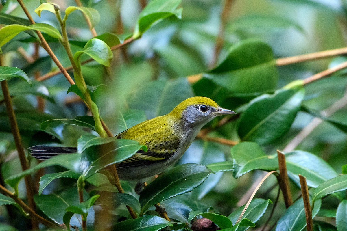 Chestnut-sided Warbler - ML642045115