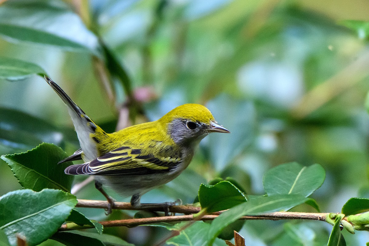 Chestnut-sided Warbler - ML642045116