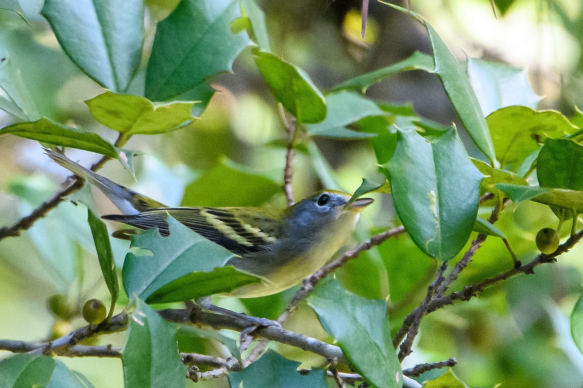 Chestnut-sided Warbler - ML642045118
