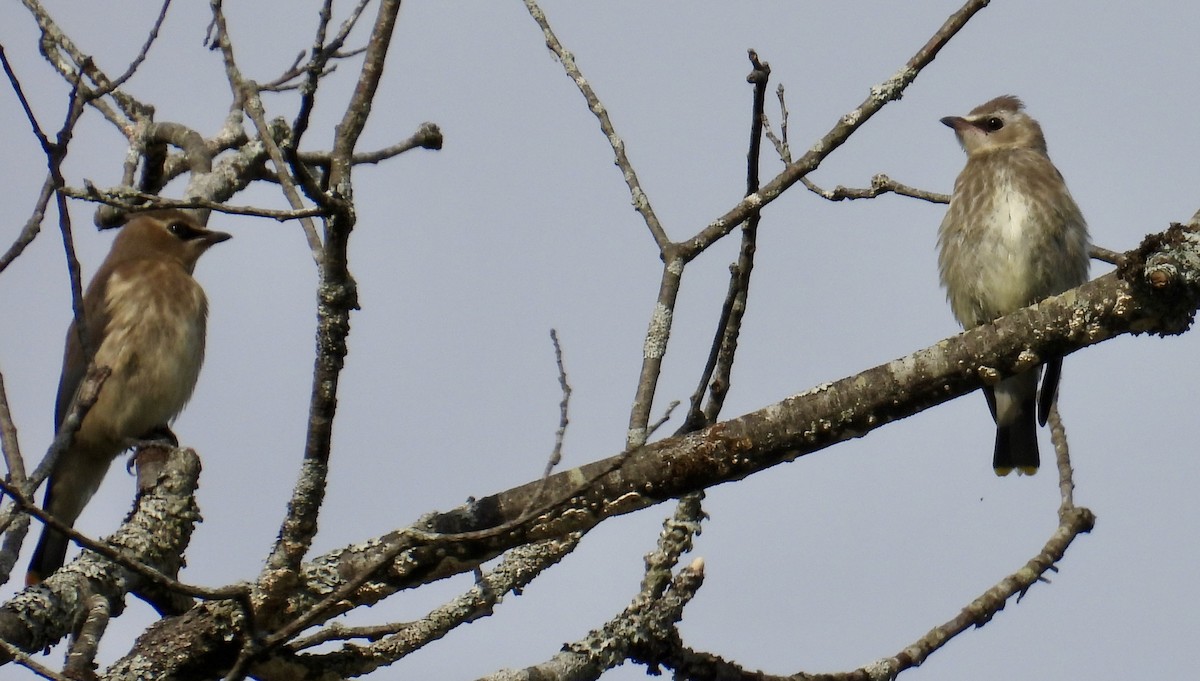 Cedar Waxwing - ML642045142