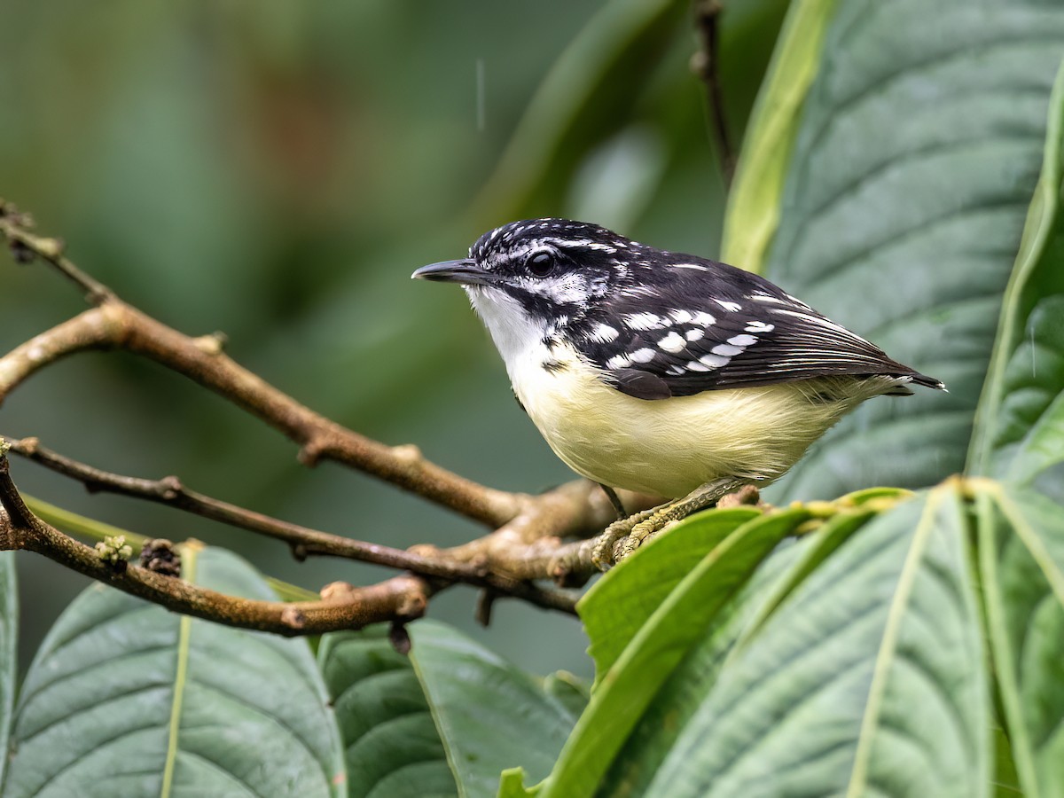 Moustached Antwren - Andres Vasquez Noboa