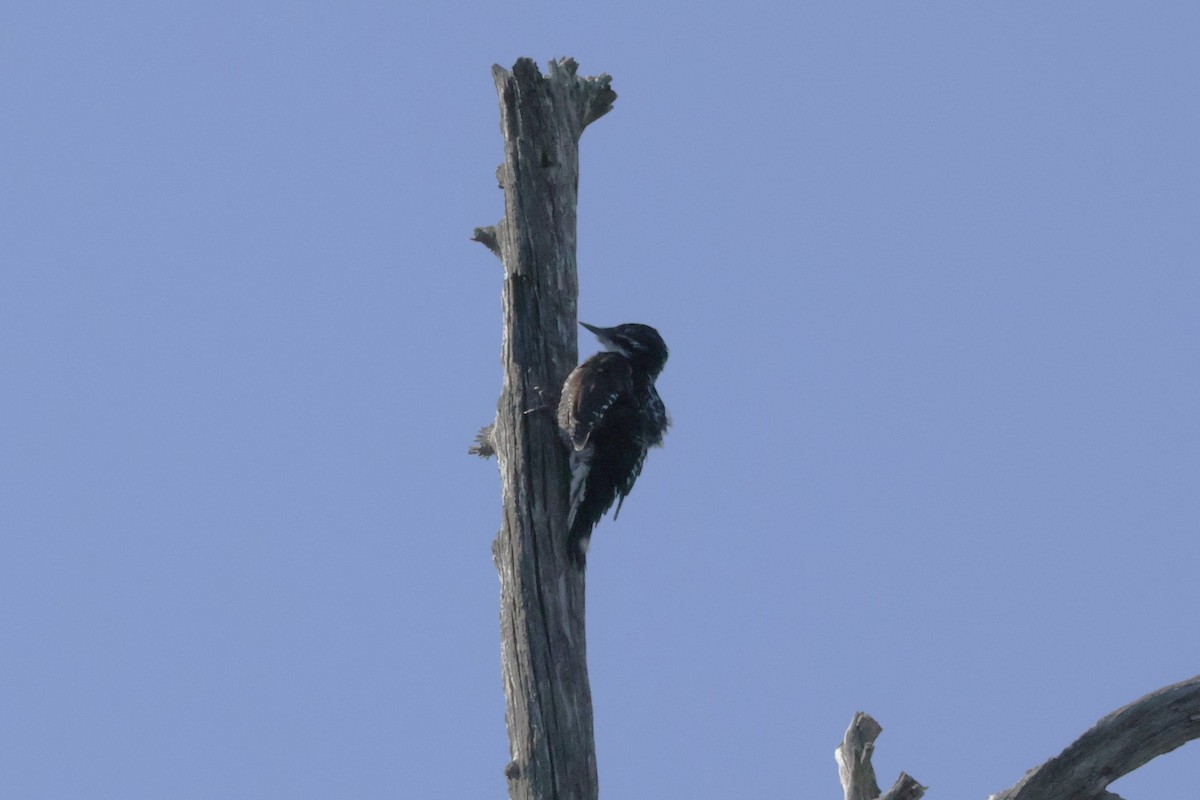 American Three-toed Woodpecker - ML642045158