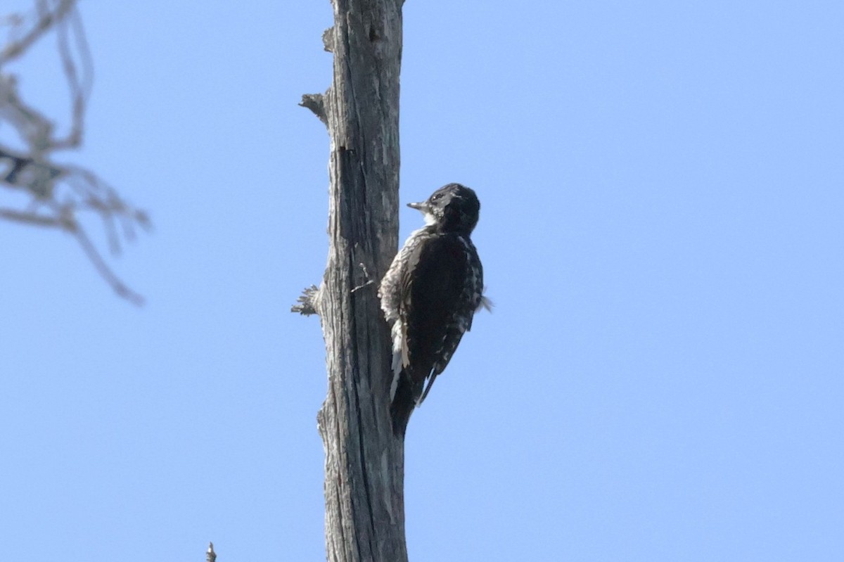 American Three-toed Woodpecker - ML642045159