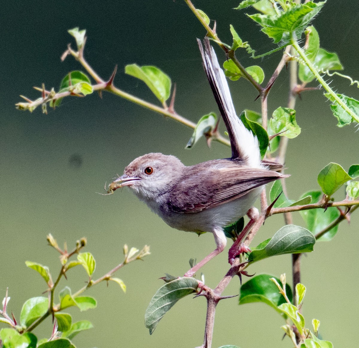 Prinia à front roux - ML642045165