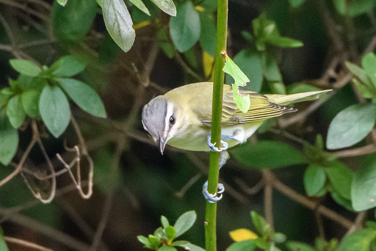 Kızıl Gözlü Vireo - ML642045171