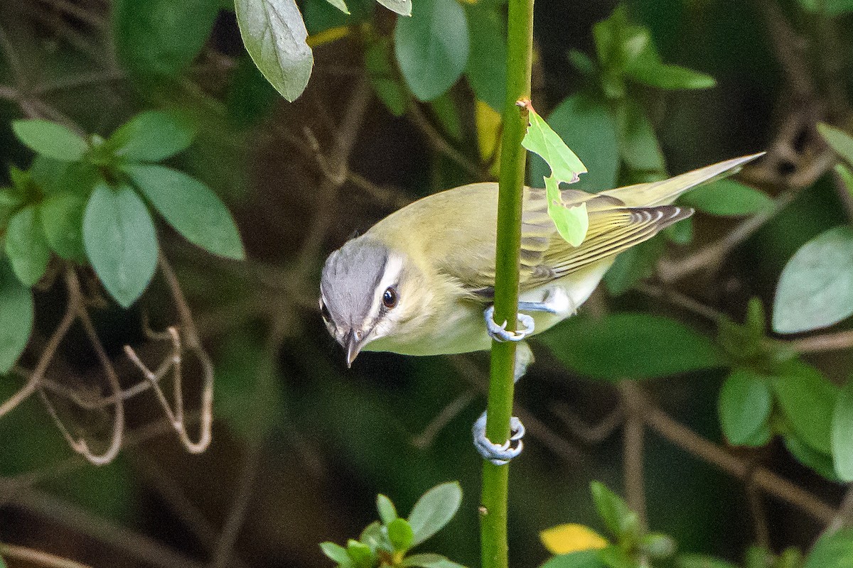 Kızıl Gözlü Vireo - ML642045172