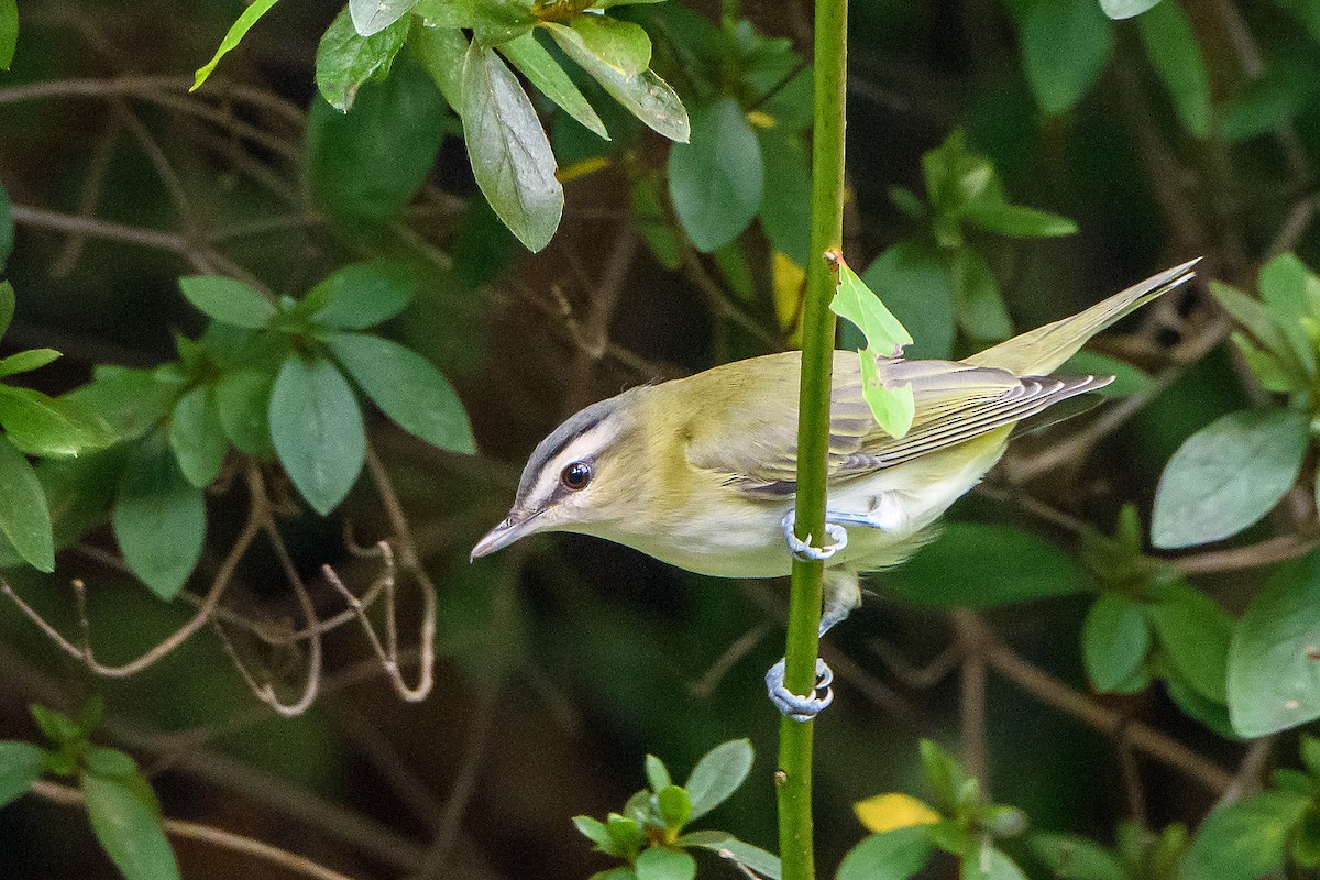 Kızıl Gözlü Vireo - ML642045173