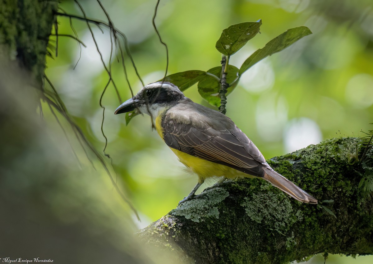 Boat-billed Flycatcher (Northern) - ML642045174