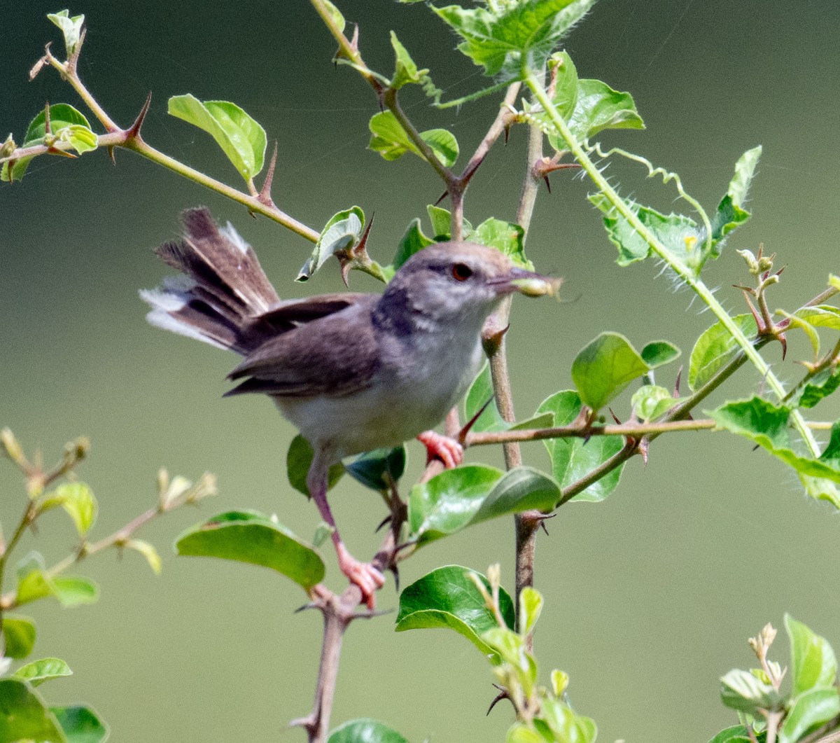 Prinia à front roux - ML642045176