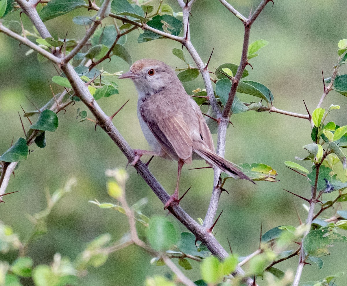 Prinia à front roux - ML642045177