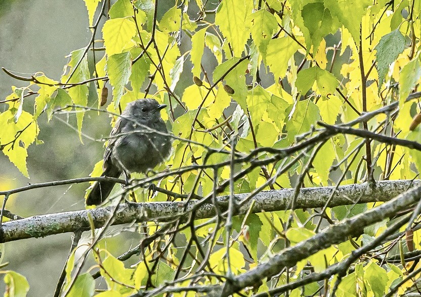 Miaulari grisa - ML642045179