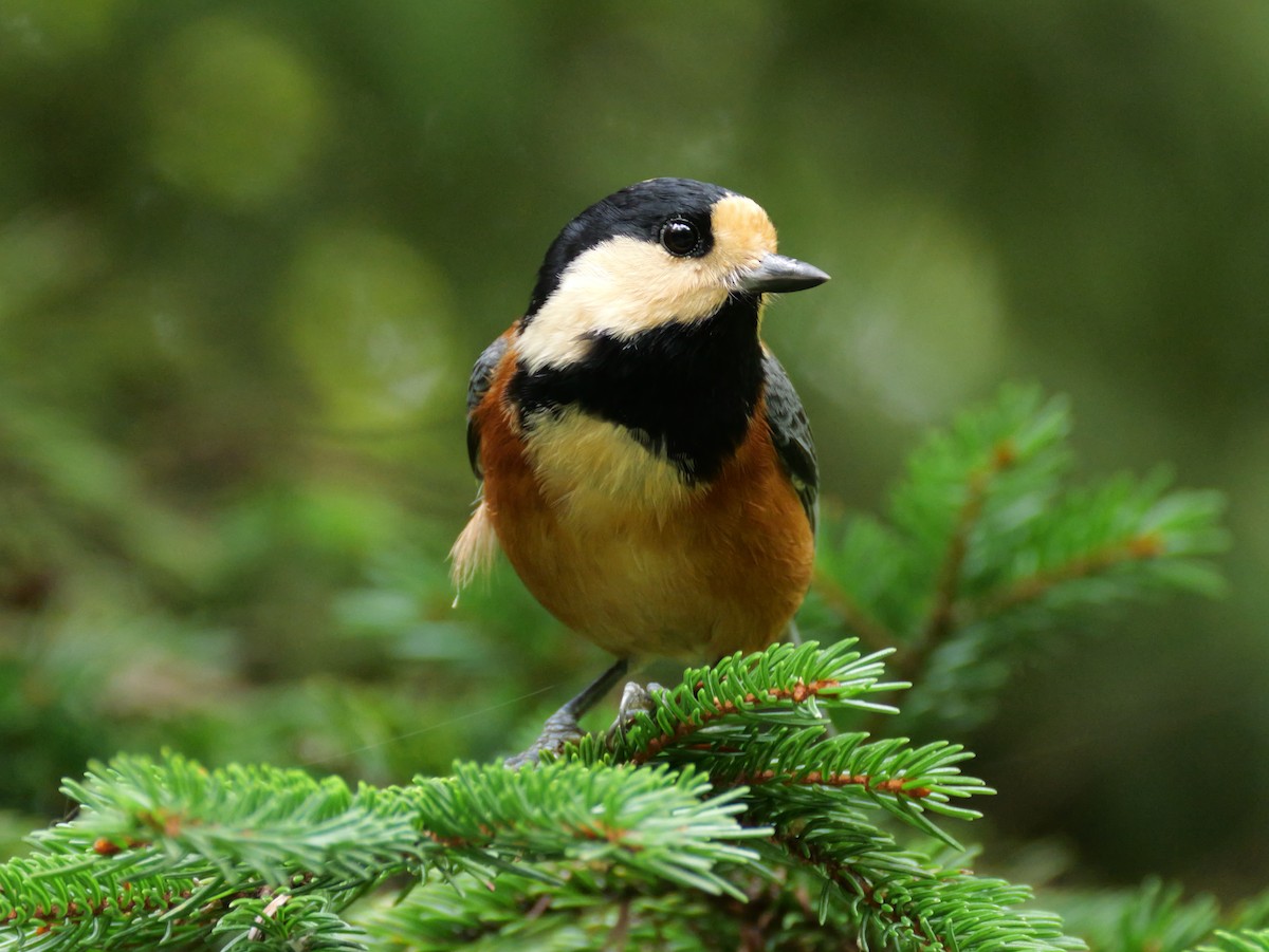 Varied Tit - ML642045181