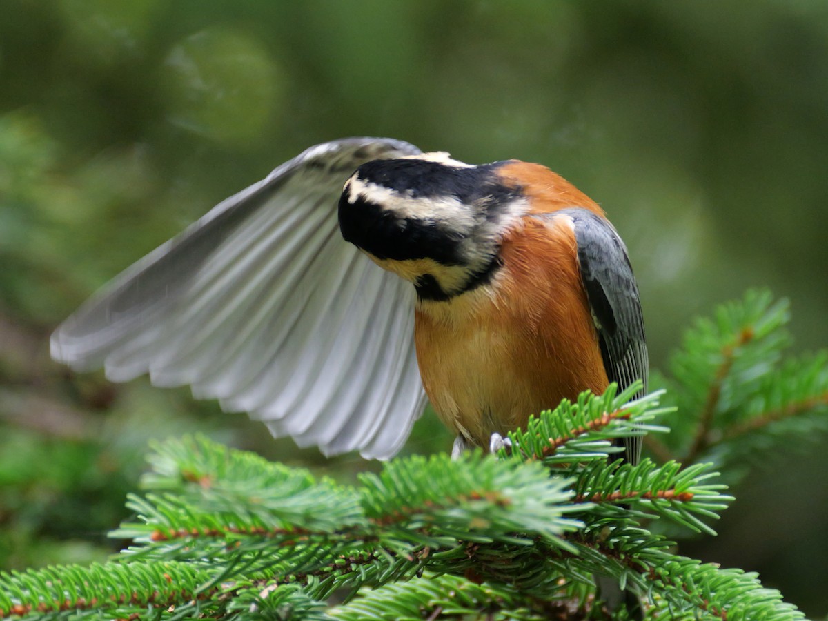 Varied Tit - ML642045182